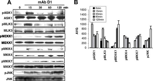 Figure 6. β2M-specific mAbs activate the JNK signaling pathway. (A) Western blot analysis and (B) densitometric data (AVG) showing protein levels of phosphorylated (p) and nonphosphorylated ASK1, MLK3, MEKK1, MKK4, MKK7, and JNK in β2M-specific mAb (D1)–treated myeloma cells. Results obtained with D1 mAb on MM.1S myeloma cells from 1 representative experiment of 3 performed are shown. Similar results were obtained with β2M-specific mAb E6 with this and other myeloma cell lines. Error bars indicate SD.