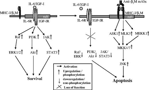 Figure 7. Schematic presentation of IL-6, IGF-I, and β2M-specific mAb–induced antiapoptotic or apoptotic signaling pathways in myeloma cells. Raft indicates lipid rafts.