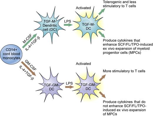 Differentiation of human monocytes into dendritic cells. Depending on whether the cells are cultured with M-CSF or GM-CSF, dendritic cells with different activities are produced. Illustration by Kenneth X. Probst.
