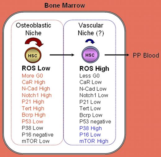 Although both ROSlow and ROShigh cells were found to share the HSC phenotype CD34−Lin−Sca+cKit+, they nevertheless markedly differ in essential stem-cell functions. As summarized here, they also differ in the cell-cycle status and in several key regulatory molecules. See the complete figure in the article beginning on page 3064.