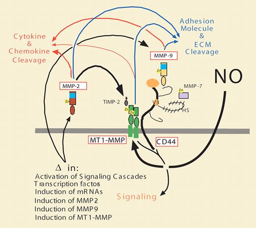 Schematic illustrating the tethering, association, and signaling properties of MT1-MMP on the cell surface. Following regulation by NO, MT1-MMP expression (MMP-14), localization, and activities are modulated and effect the expression levels, activities, and functions of CD44, MMP-2, MMP-9, and possibly other MMPs (MMP-7), as well as the cleavage of adhesion molecules, ECM components (blue arrows), and chemokines and cytokines (red arrows), thus affecting a wide range of epithelial, lymphocytic, and endothelial cell behaviors.