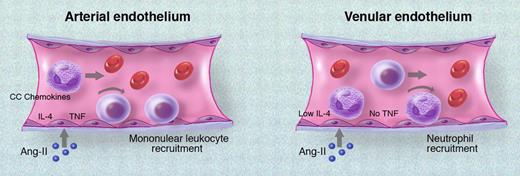 Comparison of angiotensin-II (Ang-II)–mediated leukocyte recruitment in arterioles and venules. In arterioles, high constitutive expression of IL-4 and Ang-II–induced TNF induces expression of CC chemokines such as MCP-1 and RANTES over a time course of several hours. These chemokines mediate selective arrest of mononuclear leukocytes in arterioles. In contrast, in postcapillary venules, Ang-II induces rolling and arrest within 60 minutes, predominantly recruiting neutrophils to the endothelial surface. This process does not require either IL-4 or TNF.