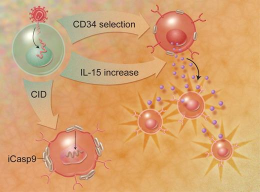 Three-gene transduction allows selection of a homogeneous CD34+ population, enhanced growth via autocrine IL-15 production, and elimination of aberrant cells through an inducible caspase-9 gene. Illustration by A. Y. Chen.