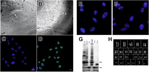 Figure 4. Single-cell sorting. (A) CFSE-labeled (green fluorescence, arrow) single cell seeded on an irradiated murine feeder layer (phase contrast). (B) Doublet of CFSE-labeled cells originated from a single cell 4 days after sorting (arrowheads). (C) X (spectrum green fluorescence) and Y (spectrum orange fluorescence) human chromosomes revealed in hMASC nuclei (blue fluorescence) by FISH analysis. (D) Antihuman lamin A/C antibody decorates (A488, green fluorescence) decorates the nuclei of expanded clones. Blue fluorescence of DAPI identifies nuclei. Scale bars represent 10 μm. (E) Epifluorescence image of oct4 protein expression (A488; green fluorescence) in a hMASC single-cell clone. (F) Epifluorescence image of nanog protein expression (A488; white fluorescence) in a hMASC single-cell clone. Nuclei are depicted by the blue fluorescence of DAPI. (G) Telomerase activity products of a hMASC single-cell clone (C) display 6-bp periodicity. Cells treated with RNase (Ci) were used as negative control. TSR8 lane represents the telomerase quantitation control template. (H) Representative karyotype of single-cell–derived expanded clones. (A,B,E,F) Epifluorescence and phase contrast images were obtained using a live cell imaging dedicated system consisting of a Leica DMI 6000B microscope connected to a Leica DFC350FX camera (Leica Microsystems) equipped with a 5 × dry objective (numeric aperture: 0.12; B), a 10 × dry objective (numeric aperture: 0.25; A), and a 63 × oil immersion objective (numeric aperture: 1.4; E,F). (C,D) Image acquisition was carried out, at room temperature (RT), by a confocal laser microscope (Leica TCS-SP2), using a 40 × oil immersion objective (numeric aperture: 1.25). Adobe Photoshop software was used to combine RGB channels, overlay the images, and adjust contrast. (G) Developed autoradiographic film was acquired by SnapScan 1236 (Agfa) connected to a Macintosh G3 Computer (Apple) equipped with ScanWise software (v1.2.1; Agfa).