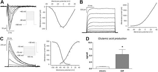 Figure 6. Neuronal differentiation of human single-cell–derived clones. (A) Na+ currents; the tracings were elicited by 80-ms pulses from a holding potential of − 100 mV to test potentials ranging from − 50 to + 40 mV, in 10-mV increments, applied every 10 seconds (protocol in the inset); to the right is represented the corresponding I/V relationship. The potassium currents were blocked by equimolar substitution of intracellular K+ with Cs+. (B) Delayed rectifier potassium currents obtained using the same activation protocol described in panel A; to the right is the corresponding I/V relationship. Here, as for the recordings shown in panel C, the sodium current was blocked by TTX 1 μM. (C) A-type K+ currents; traces obtained with the inactivation protocol shown in the inset: a test potential to − 30 mV was preceded by a 180-ms conditioning step to potentials ranging from − 100 to − 10 mV, and the resulting peak amplitudes are represented to the right as a function of the conditioning potential (○). The peak currents obtained in the same cell with the activation protocol (from − 60 to + 40 mV in 10-mV increments, not shown) are represented to the right (▵). (D) Glutamic acid production. Fluorometric determination of glutamic acid production (expressed in pg and normalized for the seeded cell number) produced between day 10 and day 12 from 10 single-cell–derived clones, either in undifferentiated (▭) or differentiated state (). Results are expressed as mean (± SEM). *P < .01 versus single-cell–derived clones.
