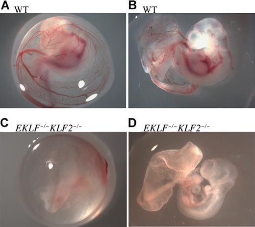 Figure 1. E10.5 wild-type and EKLF−/−KLF2−/− whole-mount embryos. Panels A and B are wild-type (WT), and panels C and D are EKLF−/−KLF2−/− E10.5 embryos. In panels A and C, embryos are surrounded by yolk sacs. Panels B and D are the same embryos, respectively, with yolk sac teased away, but vitelline and umbilical vessels still intact. Photographs were taken at 16× magnification. See “Analysis of EKLF−/−KLF2−/− embryos” for more image information.
