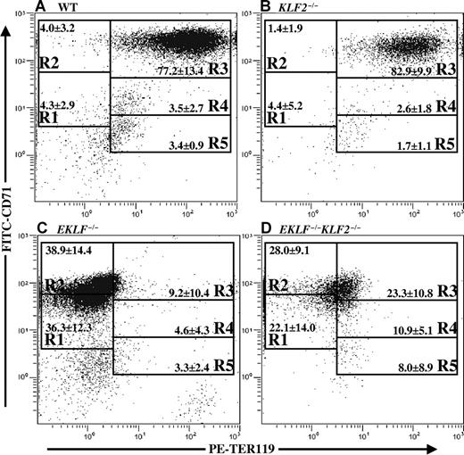 Figure 4. Representative double-labeled FITC-CD71 and PE-TER119 histoplots from E9.5 blood. Flow cytometry was used to determine CD71 and TER119 staining intensity of blood cells from E9.5 yolk sac and embryos. Mean percentages plus or minus standard deviations are indicated in each gate R1-R5 for each genotype. Regions R1 through R5 are defined respectively as CD71medTER119low, CD71highTER119low, CD71highTER119high, CD71medTER119high, and CD71lowTER119high. R1 contains predominantly progenitor cells, R2 contains proerythroblasts and early basophilic erythroblasts, R3 has early and late basophilic erythroblasts, R4 has chromatophilic and orthochromatophilic erythroblasts, and R5 has late orthochromatophilic erythroblasts and reticulocytes.25 (A) Wild type, mean percentages calculated from n = 32 embryos. (B) KLF2−/−, n = 8. (C) EKLF−/−, n = 10. (D) EKLF−/−KLF2−/−, n = 8.