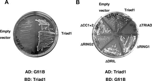 Figure 1. Gfi1B binds Triad1 in yeast 2-hybrid assays. (A) Yeast 2-hybrid screen with the Gfi1B clone that interacts with Triad1 (aa 109–493) and not with the empty vector control on double histidine and adenine selection medium containing X-α-gal. (B) Gfi1B was cloned into pGBD and tested for interaction in the reciprocal experiment with full-length Triad1 or deletion constructs in pGAD. The C-terminal RING finger (RING2) of Triad1 was the smallest essential domain for Gfi1B interaction. Used Triad1 mutants either lack the entire TRIAD domain (ΔTRIAD), the N- or C-terminal RING finger (respectively, ΔRING1 and ΔRING2), the DRIL domain (ΔDRIL), or both C-terminal coiled-coil regions (ΔCC1 + 2).