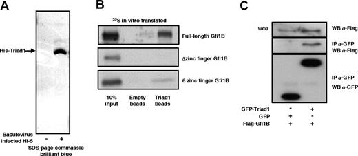 Figure 2. Gfi1B interacts with Triad1. (A) His-Triad1 was isolated from baculovirus-infected Hi-5 cells using His-Select beads. Proteins bound to beads were detected with SDS-PAGE followed by coomassie staining. A clear His-Triad1 band is visible, while no proteins can be detected when beads were incubated with uninfected Hi-5 cells. (B) In vitro–translated and 35S-labeled Gfi1B was incubated with empty beads or His-Triad1–loaded beads. Full-length Gfi1B and the 6–zinc finger domain interacted with Triad1, but not the Δzinc finger domain. (C) GFP-Triad1 or GFP was cotransfected with Flag-Gfi1B in COS cells. α-GFP–immunoprecipitated proteins (α-GFP clones 7.1 and 13.1; Roche Diagnostics) were immunoblotted and stained with a different α-GFP antibody (sc-8334; Santa Cruz Biotechnology) to check the immunopreciptiation. α-Flag staining showed that Gfi1B interacts with GFP-Triad1 but not with GFP alone. Whole-cell extract (wce) was blotted with α-Flag antibody to show equal Gfi1B expression.