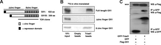 Figure 3. Gfi1 interacts with Triad1. (A) Schematic representation of Gfi1 and Gfi1B. The Triad1-interacting part of Gfi1B found in yeast 2-hybrid (indicated with the solid-line Y2H) contains the 6 zinc fingers that are 97% identical to Gfi1. (B) Like Gfi1B, full-length and the 6–zinc finger domain of Gfi1 also interacts with His-Triad1. No interaction was detected with the Δzinc finger domain of Gfi1. (C) GFP-Triad1 or GFP was cotransfected with Flag-Gfi1 in COS cells. α-Flag staining of whole-cell extract (wce) showed equal expression of Gfi1. α-Flag staining of the α-GFP immunoprecipitates showed that Gfi1 interacts with Triad1 but not with GFP alone. α-GFP staining (α-GFP sc-8334; Santa Cruz Biotechnology) of the immunoprecipitated proteins showed successful immunoprecipitation.