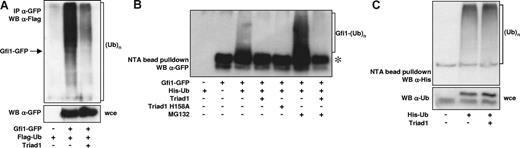 Figure 4. Triad1 inhibits Gfi1 ubiquitination. (A) Gfi1-GFP and Flag-Ub were cotransfected with or without Triad1. Gfi1 was immunoprecipitated with α-GFP. Ubiquitinated Gfi1 or ubiquitinated proteins bound to Gfi1 were detected by α-Flag staining. The high molecular smear suggests that ubiquitinated proteins are bound to Gfi1, or that Gfi1 itself is ubiquitinated (→ marks molecular weight of unmodified Gfi1-GFP). The coexpression of Triad1 severely reduces the amount of ubiquitinated Gfi1 or ubiquitinated proteins bound to Gfi1. α-GFP staining of whole-cell extract (wce) was used to check for equal expression. (B) COS cells were transfected as indicated. Ubiquitinated proteins were isolated with His-select beads under denaturing conditions (6 M guanidium chloride). The high molecular smear represents polyubiquitinated forms of Gfi1. Coexpression of Triad1 or the H158A point mutant severely inhibited the ubiquitination of Gfi1. Incubation of cells with MG132 resulted in an accumulation of ubiquitinated forms of Gfi1, indicating that polyubiquitination of Gfi1 results in proteasomal degradation. Triad1 also inhibited the ubiquitination of Gfi1 in the presence of the proteasome inhibitor MG132. *Nonspecific interaction of Gfi1 with the His-select beads. (C) In vivo ubiquitination assay of endogenous proteins with His-Ub. Selection of ubiquitinated proteins (His-select beads) followed by an α-His staining showed that overall ubiquitination is not inhibited by Triad1. The α-ubiquitin staining of whole-cell extract (wce) in the bottom panel showed equal expression of His-tagged ubiquitin. The lower band is endogenous ubiquitin; the slower migrating band is His-Ub.