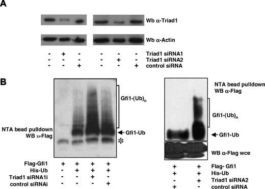 Figure 5. Inhibition of Triad1 expression results in increased Gfi1 ubiquitination. (A) HEK293 cells were not transfected or transfected with indicated siRNAs against Triad1 or a control siRNA (scrambled control; Qiagen) and GFP. At 48 hours after transfection, GFP+ cells were sorted by FACS and equal amounts of cells were lysed and stained for Triad1 expression, showing efficient down-modulation of endogenous Triad1. The same blots were probed with an actin antibody to demonstrate equal loading. (B) In vivo ubiquitination experiments in HEK293 cells showed that Triad1 siRNA expression resulted in increased polyubiquitination of Gfi1. Cotransfection with a control siRNA (left panel, siRNA against Sp1; right panel, scrambled siRNA; Qiagen) had no effect on Gfi1 ubiquitination. wce indicates whole-cell extract.