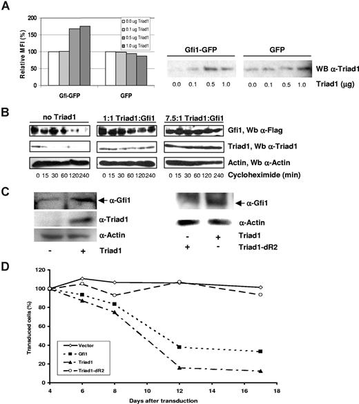 Figure 6. Triad1 controls Gfi1 stability. (A) GFP or Gfi1-GFP was transfected with different amounts of Triad1 in HEK293 cells. At 24 hours after transfection, the Gfi1-GFP protein levels per cell were measured by flow cytometer. The mean fluorescence intensity (MFI) of transfected cells without Triad1 was set at 100%. The relative Gfi1-GFP protein levels increased when Triad1 was coexpressed, while Triad1 coexpression had no effect on the MFI of GFP transfected cells. Triad1 expression was checked in Western blot analysis (right panel). (B) HEK293 cells were transfected with 1 μg Flag-Gfi1 with or without Triad1 at indicated ratios. At 48 hours after transfection, cells were transferred to 6-well plates and allowed to adhere for 16 hours. Next, cells were treated with cycloheximide for the indicated time points. Total cell lysates were analyzed by Western blotting followed by an α-Flag staining. The Gfi1 half-life increased in a Triad1 concentration–dependent manner. The same samples were were reloaded for actin and Triad1 staining on 1 and the same blot to demonstrate equal loading and Triad1 expression. (C) U937 cells were transduced with Triad1- or Triad1dR2-encoding viruses. At 48 hours after transduction, cells were sorted based on NGFR expression using MACS. Equal amounts of NGFR+ cells were lysed and used in Western blot analysis to detect endogenous Gfi1 (N20 staining). To show equal loading, in the left panel, the samples were reloaded and stained for actin. The blot was reprobed with a Triad1 antibody to demonstrate Triad1 expression. In the right panel, the same blot was restained for actin to show equal loading. As a control to demonstrate retroviral Triad1 and Triad1dR2 expression, we transduced NIH3T3 cells followed by a Triad1 staining (Figure S3). (D) U937 cells were transduced with Gfi1, Triad1, Triad1dR2, or control viruses (encoding GFP and tNGFR). After transduction, cells were maintained as a mixed culture (containing transduced and nontransduced cells). At 4 days after transduction, the transduction efficiencies ranged from 6% to 67% based on either GFP positivity (Gfi1 and control vector) or NGFR positivity (Triad1 and Triad1dR2). At that time, the amount of GFP+ or NGFR+ cells was set at 100%. The relative amount of positive cells relative to this value was plotted in time. Both Gfi1+ and Triad1+ (based on GFP and NGFR positivity, respectively) cells were rapidly overgrown by nontransduced cells, while the relative amount of control and Triad1dR2+ cells remained stable during the culturing period. Gfi1 expression in Gfi1-transduced cells was confirmed at day 6 by Western blot analysis (Figure S4).