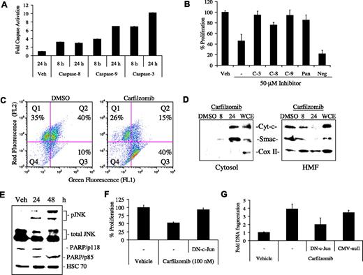 Figure 3. Molecular events associated with exposure to carfilzomib. (A) ANBL-6 cells were exposed to a pulse of 100 nM carfilzomib, bortezomib, or vehicle (Veh) control and allowed to recover for 8 or 24 hours. Cellular lysates (30 μg per reaction) were incubated with 40-μM fluorogenic substrates specific for caspase-3, caspase-8, and caspase-9. Results are expressed as fold relative fluorescence units over DMSO control. (B) ANBL-6 (2 × 104 cells per reaction) were pretreated for 20 hours with caspase-3 (C-3)-, caspase-8 (C-8)-, and caspase-9 (C-9)-specific inhibitors, a negative control (Neg), a pan-caspase inhibitor (Pan), or no inhibitor (−), followed by a 1-hour pulse with 100 nM carfilzomib. Fresh media containing caspase inhibitors were then added, and cellular proliferation was determined after a 24-hour recovery period. Data were expressed as percent inhibition compared with vehicle (DMSO) controls. (C) Carfilzomib induces depolarization of mitochondria. The fluorescent shift of the JC-1 cationic dye from cytosol (green fluorescence) to mitochondria (red fluorescence) in live cells was analyzed by flow cytometry in ANBL-6 cells pulsed with 100 nM carfilzomib (Q1: red fluorescence; Q2: red and green fluorescence; Q3: green fluorescence). (D) ANBL-6 cells treated for 1 hour with 100 nM carfilzomib were subjected to centrifugal cellular fractionation into the cytosolic fraction and HMF that included mitochondria. Release of cytochrome c and Smac from the mitochondria was assessed by Western blot. Cox II, an intramitochondrial protein, was used as a control. WCEs were monitored as a control for protein expression. (E) Western blot analysis for the phosphorylation of JNK (ie, activated JNK) and cleavage of PARP in RPMI 8226 cells, which were pulsed with 100 nM carfilzomib and allowed to recover for the indicated time periods. HSC-70 was used as a loading control. To determine whether abrogation of JNK signaling through c-Jun affects carfilzomib's antiproliferative and proapoptotic action, ANBL-6 cells (2 × 104 per well) were infected with DN-c-Jun adenovirus for 24 hours, followed by addition of 100 nM pulse with carfilzomib. (F) Cellular growth was assessed using the WST-1 reagent. (G) Apoptosis was measured by DNA fragment production. Error bars for panels A, B, F, and G are SD.