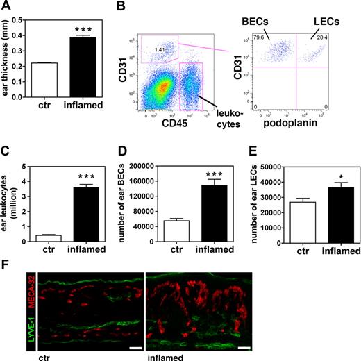 Figure 1. The number of LECs increases in inflamed ears of VEGF-A Tg mice. A DTH response to oxazolone was induced in the ears of VEGF-A Tg mice. Ear tissue was analyzed 9 days after challenge. (A) At this time point, the inflamed ears were markedly increased in thickness compared with ears from control (ctr) animals. (B) FACS analysis was performed on cells derived from enzymatically digested ears (example shown: inflamed ears). Cells were stained for CD45, CD31, and podoplanin to differentiate between leukocytes (CD45+CD31−podoplanin−), BECs (CD45+CD31+podoplanin−), and LECs (CD45+CD31+podoplanin+). (C-E) Quantitative FACS analysis revealed that total numbers of leukocytes (C), BECs (D), and LECs (E) were increased in cell suspensions of inflamed ears compared with those of control ears. *P < .05; ***P < .001 (compared with control). (F) Immunofluorescence analysis of LYVE-1 (green) and MECA-32 (red) expression confirmed that vascularization was increased in inflamed compared with control ears. Scale bars represent 50 μm. Error bars are SE.