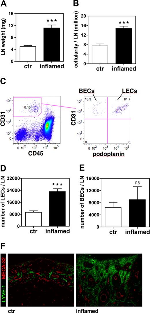 Figure 2. The number of LECs increases in auricular LNs that drain the inflamed ears of VEGF-A Tg mice. Auricular LNs were analyzed 9 days after induction of a DTH response to oxazolone in the ears of VEGF-A Tg mice. (A,B) At this time point, LN weight (A) and cellularity (B) were markedly increased in LNs draining inflamed ears compared with those draining control (ctr) ears. (C) FACS analysis of cell suspensions of auricular LN was used to differentiate between leukocytes, BECs, and LECs. (D,E) Quantitative FACS analysis revealed that the total number of LECs (D) was increased in inflamed compared with control LNs, whereas the total number BECs (E) remained unchanged. ***P < .001 (compared with control). (F) Immunofluorescence analysis of LYVE-1 (green) and MECA-32 (red) expression confirmed that lymphatic structures were markedly expanded in LNs draining inflamed compared with control ears. Scale bars represent 100 μm. Error bars are SE.