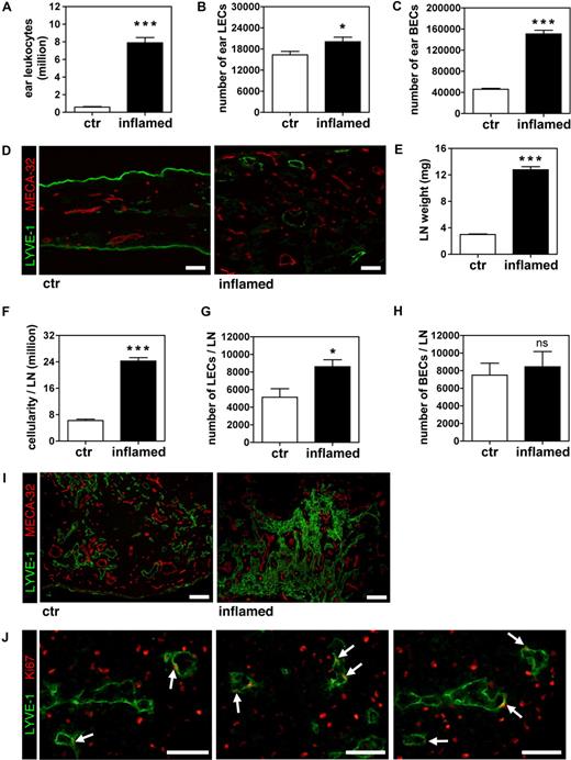 Figure 3. The number of LECs increases in auricular LNs that drain inflamed ears of WT mice subjected to repeated DTH challenges. A DTH response to oxazolone was induced in the ears of WT mice and maintained by repeatedly applying oxazolone on the ears for 9 days. (A-C) After 9 days, the total numbers of leukocytes (A) and of LECs (B) and BECs (C) were significantly increased in inflamed ears over control (ctr) ears, as determined by quantitative FACS analysis. (D) Immunofluorescence analysis of LYVE-1 (green) and MECA-32 (red) expression confirmed that vascularization was increased in inflamed compared with control ears. Scale bars represent 50 μm. (E,F) Analysis of ear draining auricular LNs revealed that LN weight (E) and cellularity (F) was markedly increased in inflamed compared with control animals. (G,H) Quantitative FACS analysis detected elevated numbers of LECs (G) in LNs draining inflamed compared with control ears, but no change in BEC (H) numbers. (I) Immunofluorescence analysis of LYVE-1 (green) and MECA-32 (red) expression confirmed that lymphatic structures were markedly expanded in LNs draining inflamed compared with control ears. Scale bars represent 100 μm. (J) Differential immunofluorescence staining for LYVE-1 (green) and Ki67 (red) revealed the presence of proliferating LECs (white arrows) in inflamed LNs. Scale bars represent 25 μm. *P < .05; ***P < .001 (compared with control). Error bars are SE.