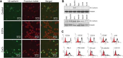 Figure 1. Identification and characterization of a leukemic stem cell–like population that expresses both endothelial and hematopoietic progenitor cell surface markers. (A) Confocal laser scanning microphotographs (LSMs) of Ph+ ALL Sup-B15 cells stained with anti–VE-cadherin in the presence of 10 mM EGTA and 5 mM CaCl2. Cell nuclei were counterstained with propidium iodide (PI) and 1024 × 1024 12-bit confocal images were collected using 40×/0.75 Plan -Neofluar objective. (B) Cell lysates prepared from Ph− acute leukemia cell lines JM1, RS4;11, REH, Jurkat, HL60, and Ph+ acute leukemia cell lines K562, Sup-B15, OP-1, Nalm20, Nalm27, and Nalm29 were Western blotted with anti–VE-cadherin. The same membranes were stripped and reprobed with anti–β-tubulin as a loading control. (C) Immunophenotyping of Ph+/VE-cadherin+ Sup-B15 cells by flow cytometry. Cells were surface stained to evaluate hematopoietic stem/progenitor cell and classic endothelial markers.