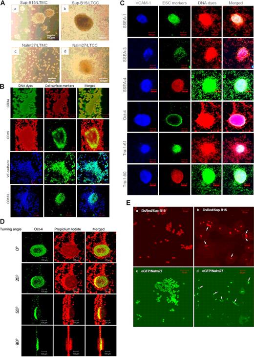 Figure 2. Ph+/VE-cadherin+ leukemic cells form hematopoietic colonies/cords on bone marrow niche stromal cells and differentiate into endothelial cells in vitro. (A) Phase-contrast micrographs of Ph+ ALL Sup-B15 (top) and Nalm27 (bottom) cells cultured in medium alone (long-term medium culture, LTMC) or long-term cocultured (LTCC) on murine stromal cell line S10 (top and bottom right). Images were collected by using a Leica DMIL microscope and 10×/0.22 objective (Houston, TX). (B) Confocal LSM microphotographs of hematopoietic cords formed on stromal cells. Cells were surface stained with anti-CD34, CD19, VE-cadherin, and CD133, respectively. Nucleic DNA dyes include Sytox (green), PI (red), and TO-PRO-3 (blue). Z stacks were 3-D reconstructed with LSM510 software (version 3.2; Zeiss, Jena, Germany). The turning axis is the y-axis, and turning angle for the displayed static pictures is 45° and confocal images were obtained using 20×/0.75 Fluar objective (rows 1, 3) and 10×/0.50 Fluar objective (rows 2, 4). (C) Confocal micrographs of hematopoietic colonies (“hemospheres”) stained with a panel of early stem cell (ESC) markers. Stromal monolayer cells underneath hemospheres were counterstained with anti–VCAM-1. Cell nuclei were counterstained with DNA dyes PI (red fluorescence) or SYTOX Green (green fluorescence) to be compatible with the fluorochrome tag of the secondary antibodies of anti-ESC antibody. Merged images of 3-channel colors are shown in the final column and images were acquired using a 10×/0.5 Fluar objective. (D) Three-dimensional reconstruction of z-stacks showing the distribution of transcriptional factor Oct-4 within a hematopoietic cord. Cell nuclei were counterstained with PI (red), and localization of Oct-4 was labeled with green fluorescence. The turning axis is the y-axis. The tip of the hematopoietic cord was pressed flat by the cover slip and images were acquired using a 10×/0.5 Fluar objective. (E) DsRed red fluorescent protein-–labeled Sup-B15 cells (top left) or eGFP-labeled Nalm27 cells (bottom left) were cultured in standard medium or in EndoCult endothelial-defined medium (top and bottom right). White arrows denote individual endothelial sprouting observed for individual Ph+/VE-cadherin+ ALL cells.