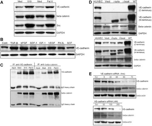 Figure 4. Stromal cells up-regulate VE-cadherin expression and stabilize β-catenin in Ph+/VE-cadherin+ leukemic cells. (A) Western blot analysis of Sup-B15 cells in LTMC (Med) or in LTCC with either S10 (S10) or PatX (PatX) stromal cells. The same membrane was probed with anti–VE-cadherin, anti–β-catenin, and anti-Src, respectively. GAPDH was used as the lane loading control. (B) Western blot of cell lysates isolated from Sup-B15 cells exposed to recombinant human cytokines, chemokines, or growth factors compared with untreated control cells (Cont). (C) Reciprocal coimmunoprecipitation of Sup-B15 cell lysates from LTMC (Med) or LTCC (S10 and PatX) with specific antibodies for anti–VE-cadherin or anti–β-catenin. Membranes were reciprocally probed with anti–β-catenin and anti–VE-cadherin, respectively. IgG heavy chains served as the loading control. Input denotes sample with antibody alone, lacking cell lysate. (D) Western blot analysis of cell lysates from 293FT (top) or Sup-B15 cells (bottom) transduced with lentiviruses carrying the wild-type VE-cadherin (WT) or VE-cadherin lacking either the cytoplasmic domain (Δcyto) or β-catenin binding domain (Δbcat) CDSs (coding DNA sequences). Vect denotes the empty lentiviral vector encoding the blasticidin resistance protein without a CDS insert. (E) Western blot analysis of Sup-B15 cells transiently transfected with VE-cadherin siRNA or scrambled (Scr) control siRNA sequence. Time-course (top) and dose-response (bottom) of VE-cadherin siRNA-transfected samples were probed with specific antibodies for anti–VE-cadherin and β-catenin.