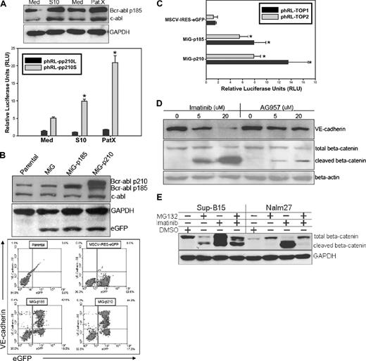 Figure 6. Bcr-abl fusion protein is essential for maintaining the VE-cadherin/β-catenin axis in Ph+ ALL. (A top) Western blot analysis of Bcr-abl expression by Sup-B15 in LTMC (Med) or LTCC (S10 or PatX). (Bottom) DLR assays of LTMC (Med) and LTCC (S10 and PatX) Sup-B15 cells transiently cotransfected with the Bcr-abl promoter reporters phRL-pp210L or phRL-pp210S with an internal control pGL4.13-CMV-Luc2 firefly luciferase reporter. Data were shown as mean plus or minus SD (n = 3). The * denotes statistically significant differences compared with values from cells in media alone (P < .01) based on the Student t test. (B) Western blot analysis of Bcr-abl expression by Sup-B15 cells transduced with retroviruses containing p185-eGFP or p210-eGFP forms of Bcr-abl, or the empty vector control (MSCV-IRES-eGFP, MiG) alone (top Western blot). Dual-color flow cytometric analysis of VE-cadherin expression in Sup-B15 cells overexpressing the exogenous Bcr-abl fusion proteins or empty retroviral control vector (bottom flow cytometry). Baseline VE-cadherin was set to zero for comparison of the net increases after retroviral transduction. (C) DLR assay of Sup-B15 cells infected with p185-eGFP, p210-eGFP or MiG vector control retroviruses. Data are shown as mean plus or minus SD (n = 3). The * denotes significant differences compared with MSCV empty vector controls (P < .01) based on the Student t test. (D) Western blot analysis of cell lysates from Sup-B15 cells treated with the Bcr-abl kinase inhibitors Imatinib Mesylate or AG957 at various concentrations. (E) Western blot of Sup-B15 or Nalm27 leukemic cells treated with 20 μM imatinib mesylate, 10 μM proteosome inhibitor MG132, or a combination of both inhibitors for 16 hours.
