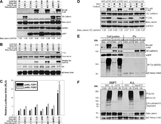 Figure 7. Tyrosine phosphorylation of β-catenin mediated by Bcr-abl kinase diminishes β-catenin ubiquitination-proteosome–dependent degradation. (A) Western blot analysis of cell lysates from 293FT cells cotransduced with lentiviral vector (Lenti-Vect), lentiviruses carrying WT VE-cadherin (Lenti-VE-cad), retroviral vector (Retro-MiG), or retroviruses encoding p210-eGFP (Retro-MiG-p210). β-Catenin was densitometrically normalized to GAPDH with the control value set at 1.0, and all other values are shown relative to the control. (B) Immunoprecipitation of β-catenin was done using the above-mentioned cell lysates, and Western blots were probed with anti–P-Tyr (Phospho-Tyr102), anti–β-catenin, anti–phospho-Src, and anti-Src antibodies. IgG heavy chain served as the loading control. (C) DLR assays from the above 293FT cells transiently cotransfected with the phRL-TOP1 and phRL-TOP2 reporters and an internal pGL4.13-CMV-Luc2 firefly luciferase reporter. Data are shown as mean plus or minus SD (n = 3). The * denotes significant differences compared with vector controls (P < .01) based on the Student t test. (D) Western blot analysis of β-catenin stabilization from 293FT cells coexpressing VE-cadherin/eGFP-p210 or VE-cadherin/eGFP treated with 10 μM Src kinase inhibitor PP2, 10 μM Bcr-abl inhibitor imatinib mesylate, or both inhibitors for 16 hours. β-Catenin was densitometrically normalized to VE-cadherin with the untreated control value of expressing MiG vector alone set to 1.0. All other ratios are normalized to this control value. (E) VE-cadherin was immunoprecipitated from 293FT cells coexpressing VE-cadherin/eGFP-p210 or VE-cadherin/eGFP. The immunoprecipitates and cell lysates were loaded in parallel and probed with anti–phospho-Tyrosine (4G10) and VE-cadherin, c-Abl and eGFP antibodies. (F) β-Catenin immunoprecipitated either from 293FT expressing eGFP-210 or eGFP alone, or from Ph+ Sup-B15 or Ph− REH leukemic cells was in vitro labeled with recombinant ubiquitin and subjected to in vitro degradation assay as described in “In vitro poly-ubiquitination of β-catenin.”