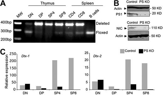 Figure 1. Deletion of PS1 expression starts at DP stage and reduces activity of gamma-secretase as well as expression of Deltex-1/2 genes. DNA from DN, DP, SP4, or SP8 thymocytes as well as from CD4, CD8, or B splenocytes from control or PS KO animals was used to evaluate the deletion of presenelin-1 gene by PCR with specific primers (A). Protein extracts from control or PS KO thymocytes were used to measure the amount of PS1 and NIC proteins by Western blot (B). cDNA from DN, DP, SP4, or SP8 thymocytes was analyzed by real-time PCR for Deltex-1/2 gene expression (C). Representative of 3 independent experiments.