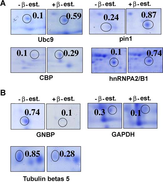 Figure 1. The identification of target proteins of C/EBPαp30 from 2D gels with or without β-estradiol induction. Enlarged view of some of the spots taken from the gel image. Each spot represents the zoom view of 2D gel spots induced by C/EBPαp30 in K562C/EBPαp30-ER cells after β-estradiol induction. (A) Protein spots identified as up-regulated targets. (B) Protein spots identified as down-regulated targets of C/EBPαp30 after β-estradiol induction. The value(s) are calculated as a mean normalized spot volume obtained from the ProteomWeaver software.