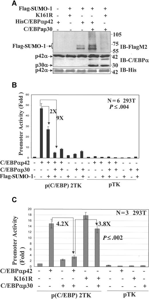Figure 3. C/EBPαp30 enhances the sumoylation of C/EBPαp42 at K161, leading to its reduced transcriptional activity. His-tagged proteins purified using nickel Ni2+-NTA resin. (A) Immunoblot for the eluted proteins using anti-Flag M2 (top panel), anti-C/EBPα (middle panel), and Anti-His6 (bottom panel) antibodies. The arrows indicate the position of SUMO-1–modified proteins. (B) Transient transfection assay performed in 293T cells with a reporter construct of a minimal TK promoter with CEBP binding sites and expression plasmids for His C/EBPαp42 (WT), C/EBPαp30, and Flag–SUMO-1. (C) His C/EBPαp42 K161R (Mut), His C/EBPαp42 (WT), and C/EBPαp30. pTK (without CEBP sites) was used as control. Luciferase activities were measured 24 hours after transfection, and the values were normalized by using Renilla luciferase PRL-null. Values are expressed as means (± SEM) for 3 to 5 independent experiments, with P value shown as histograms.