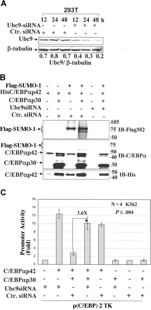Figure 4. Ubc9 knockdown prevents sumoylation of C/EBPαp42 and enhances its transcriptional activity in the presence of the dominant-negative C/EBPαp30 isoform. (A) Western blot analysis performed for the expression of Ubc9 in 293T cells at different time points after the overexpression of Ubc9 siRNA and a nonsilencing siRNA control. The numbers underneath the blot are the densitometric values calculated as protein–β-tubulin ratios. (B) A sumoylation assay performed after the overexpression of His C/EBPαp42 (WT), C/EBPαp30, Flag–SUMO-1, siRNA against Ubc9, and control siRNA, and immunoblot for the eluted proteins using anti–Flag M2 (top panel), anti-C/EBPα (middle panel), and anti-His6 (bottom panel) antibodies. (C) Transient transfection assay performed in K562 cells using the Nucleofector Kit (AMAXA) with the reporter construct of a minimal TK promoter with CEBP-binding sites and expression plasmids for C/EBPαp42, C/EBPαp30, Ubc9 siRNA, and control siRNA. Values are expressed as means (± SEM) for 3 independent experiments, with P values shown on histograms.