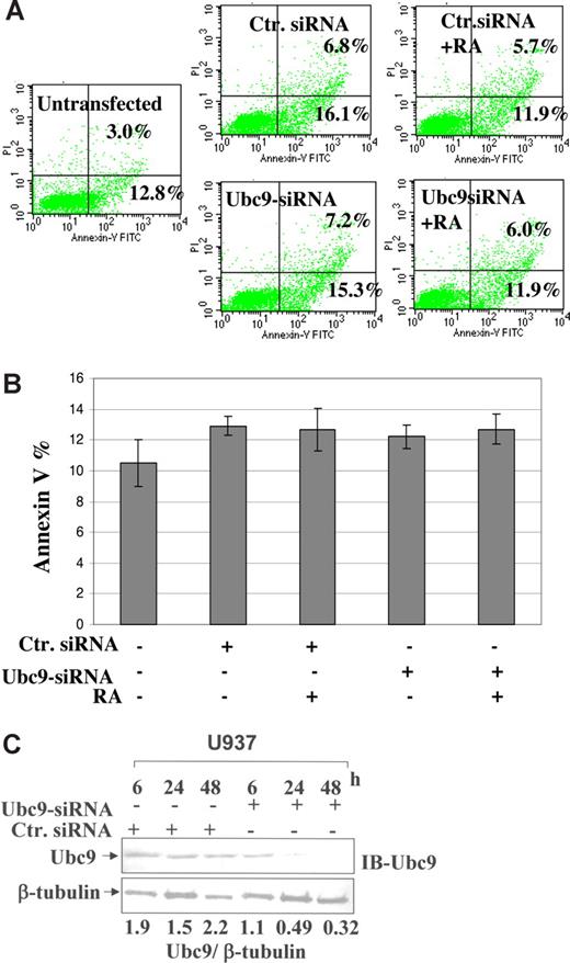 Figure 6. Detection of apoptosis in U937 cells. (A) Dual staining of FITC-labeled Annexin-V and PI. To detect apoptotic cells, U937 cells were transfected with 500 ng of control siRNA and Ubc9 siRNA by AMAXA nucleofection and treated with RA. After the 48-hour time point, cells were stained with Annexin-V and PI. Numbers in the lower right quadrant of each plot represent the percentage of cells in early apoptosis (Annexin-V+ and PI−). Numbers in the top right quadrant of each plot represent the percentage of dead cells (Annexin-V+ and PI+). (B) The histogram represented the values calculated for the Annexin-V staining for the above experimental settings. Values shown here from 3 independent experiments represented as means (± SEM). (C) Western blot analysis performed for the expression of Ubc9 in U937 cells at different time points after overexpression of Ubc9 siRNA and a nonsilencing siRNA control.