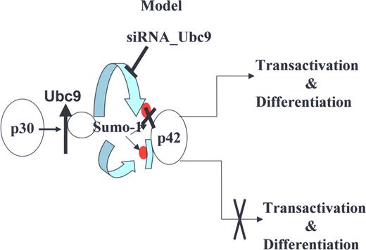 Figure 7. A proposed model for the role of Ubc9 in AML with C/EBPα mutation. Model depicting how C/EBPαp30 enhances C/EBPαp42 sumoylation via up-regulation of Ubc9 and blocks the transcription and differentiation potential of C/EBPαp42, and how Ubc9 siRNA overcomes the C/EBPαp30-mediated block of transcription and differentiation potential of C/EBPαp42.