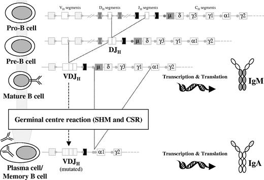Figure 1. Schematic diagram of IGH gene rearrangement, CSR, and SHM during B-cell development. DH to JH recombination occurs at the pro-B stage, producing an incomplete DJH rearrangement. This is followed by VH to DJH recombination at the pre-B stage that will give rise to a complete VDJH rearrangement. If this VDJH is functional, the cell will develop into a mature B-cell–expressing surface IgM (IgM+). These cells can enter the GCs where SHM and CSR occur, thus becoming VH-mutated, class-switched (eg, IgA) memory B or plasma cells. Circles preceding the CH gene segments (except δ) represent the switch regions. Dotted lines on the VH, DH, and JH segments and the variable region of the Ig protein represent hypermutated genes after the SHM process.