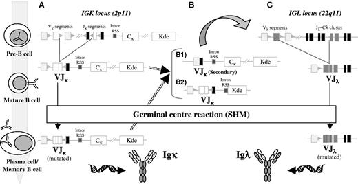 Figure 2. Schematic diagram of the ordered IGK and IGL gene rearrangement and SHM during B-cell development. At the pre-B cell stage, after IGH rearrangements have been completed and a μ heavy chain is produced, recombination at the IGK locus occurs between a VK and a JK segment. If such rearrangement is functional, the cell can enter the GCs and undergo SHM, with the end result a mutated IgK+ memory B or plasma cell (A). However, if the IGK rearrangements at the pre-B stage produce nonfunctional Igκ chains, additional rearrangements can occur in both IGK alleles, either before entering the GC or during the GC reaction (B). We can distinguish between 2 different types of rearrangements. First, if 5′ VK and 3′ JK segments remain still available, secondary VJK rearrangements can occur, rendering a new (functional) VJK rearrangement (B1). Alternatively, deletional rearrangements via Kde can occur, with excision of the CK region as shown or with deletion of the entire JK-CK region through direct VK to Kde recombination (B2). Such deletions are normally accompanied by rearrangement of the IGL locus in 22q11 to rescue B cells from apoptosis, which can then enter the GCs undergoing affinity maturation via the SHM process (C).