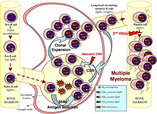 Figure 3. Multiple myeloma ontogeny's hypothesis exemplified by a 14q translocation–positive case. A naive B cell harboring an incomplete DJH and a functional VDJH rearrangement enters the GC where it undergoes SHM and antigen selection (eg, selection against VH4-34 IGH rearrangements), followed by CSR. During the process of physiological CSR, double-strand breaks on the switch regions of the nonfunctional allele (DJH in the example) can be resolved by joining with a different chromosome resulting in a 14q32 translocation. If this illegitimate recombination occurs prior to legitimate CSR on the functional IGH allele, a mixture of different subpopulations (eg, IgM+ and IgG+ or IgA+) will have a survival or proliferative advantage due to the translocation, which will make them long-lived memory B or plasma cells without becoming fully malignant. After one of these subpopulations leaves the GC to become a plasma cell homing to the BM (normally IgG+ or IgA+), secondary genetic hits may occur that render such cells malignant plasma cells.