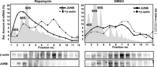 Figure 5. Rapamycin inhibits polysomal partitioning of JUNB mRNA. Ribosomal 17.1% to 51% sucrose gradients were prepared from NPM-ALK–positive ALCL cell line SR-786 treated with 20 nM rapamycin or control (DMSO). Twelve fractions of each gradient were collected from bottom to top after ultracentrifugation, with online monitoring of RNA content via an OD254 UV-flow cell (gray shaded areas). RNA was isolated from each fraction and analyzed by gel electrophoresis (bottom panels), and quantities of JUNB as well as β-actin mRNA were determined using Northern blot analysis on the same blot membranes. As indicated by the photometric OD254 measurement, fractions 3 and 4 represent monosomes; fraction 5, disomes; and fractions 6 and higher, higher polysomes. Mono-polysomal β-actin and JUNB mRNA distribution correspond to the number of ribosomes that translate each molecule.