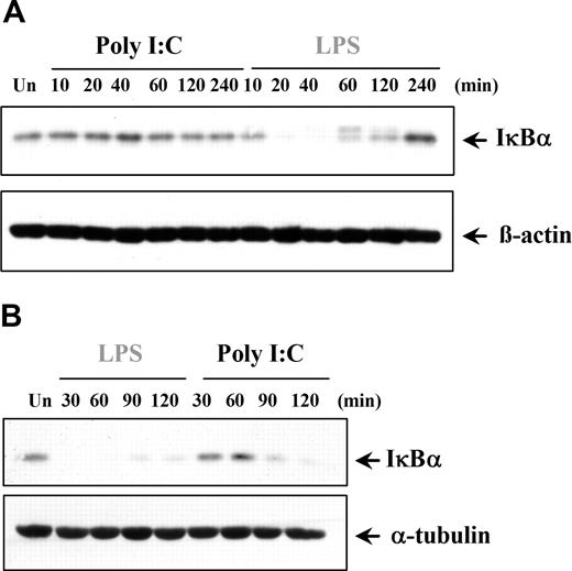 Figure 5. Poly I:C stimulation induces degradation of IκBα in fibroblasts but not in dendritic cells. (A) DCs and (B) RA-SFs were either left untreated (Un) or stimulated with poly I:C (20μg/mL) or LPS (100 ng/mL). The cell lysates were examined for the level of IκBα, β-actin, or α-tubulin by Western blotting. Representatives of 3 independent experiments per cell type are shown.
