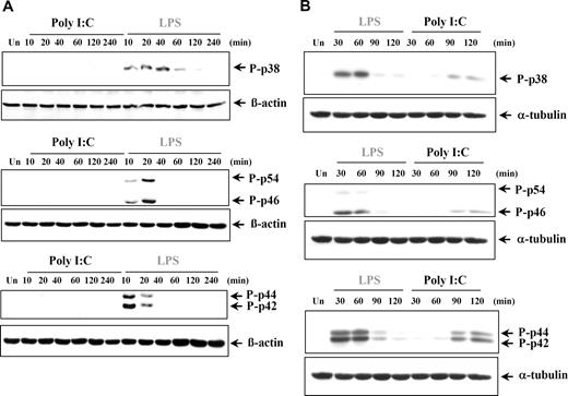 Figure 6. Poly I:C treatment does not induce phosphorylation of p38, JNK, and ERK in human dendritic cells but does so in RA synovial fibroblasts. (A) Human DCs and (B) synovial fibroblasts from RA tissue were either left untreated (Un) or stimulated with LPS (100 ng/mL) or poly I:C (20μg/mL). The cell lysates were examined for phospho-p38, phospho-JNK, phospho-ERK, or β-actin by Western blotting. Representatives of 3 independent experiments are shown.