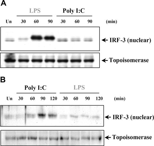 Figure 7. Poly I:C stimulation of RA synovial fibroblasts but not DCs activates nuclear translocation of IRF-3. (A) Human DCs and (B) RA-SFs were either left unstimulated (Un) or stimulated with poly I:C (20 μg/mL) and LPS (100 ng/mL), and the nuclear fractions were examined for nuclear IRF-3 and topoisomerase by Western blotting. Representatives of 3 independent experiments per cell type are shown.