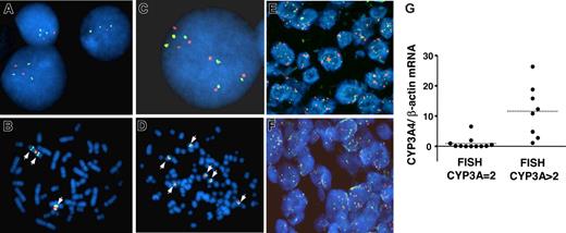 Figure 3. FISH analysis of CYP3A. Hybridization of the CYP3A probe (labeled in green) and a chromosome 7 centromeric probe (labeled in red) in tumoral T cells. (A,B) Representative FISH images of MOLT16 cells. (C,D) FISH images of PEER cells. (E,F) FISH images from 2 paraffin-embedded PTCLs, showing cells with multiple CYP3A and centromeric 7 signals. The case PTCL-21 corresponds to panel E. (G) CYP3A4 mRNA content of 19 PTCL cases classified according to the number of CYP3A copies per cell, as assessed by FISH (CYP3A = 2 corresponds to 2 copies per cell; CYP3A > 2 corresponds to cases with more than 2 copies per cell). The mean CYP3A4 mRNA content for PTCL cases with 2 CYP3A copies and for those with more than 2 CYP3A copies is shown with horizontal dashed lines (0.9- and 11.6-fold change relative to lymph nodes, respectively; P < .001).