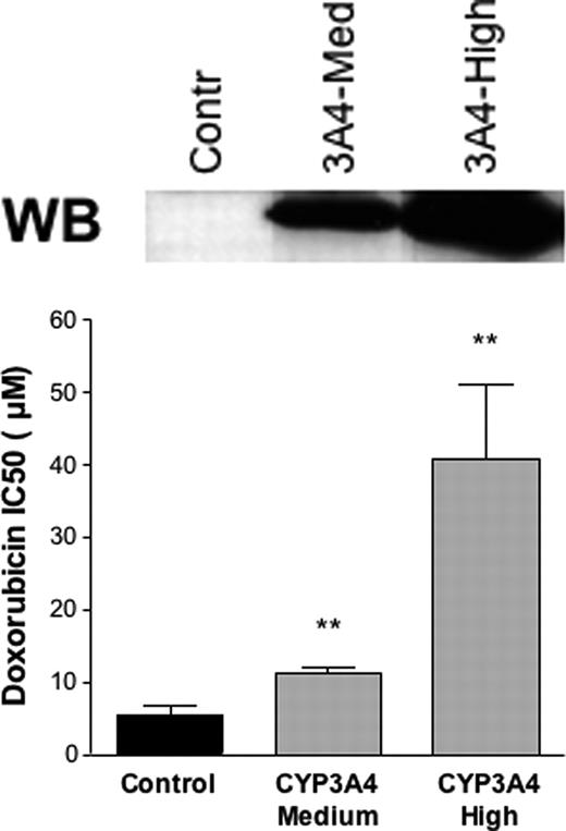 Figure 5. Effect of CYP3A4 expression on doxorubicin and etoposide toxicity. The survival of HEK293 cells stably expressing medium or high levels of CYP3A4 and control cells was measured for doxorubicin and etoposide at various concentrations by MTT assay. The concentration of the drug causing 50% of cell death (IC50) is plotted. Asterisks (**) indicate that the difference with the control is statistically significant (P < .05). A Western blot (WB) showing the different CYP3A4 expression levels in the cells used is shown.