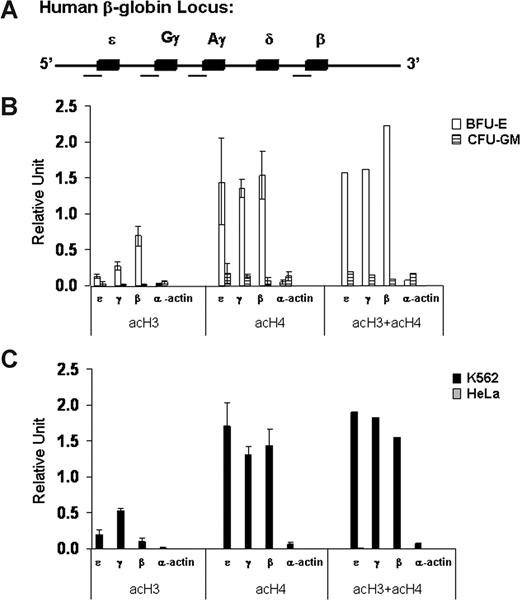 Figure 2. Patterns of histone acetylation at the promoters of the β-like globin genes in erythroid (K562 and BFU-E) and nonerythroid (HeLa and CFU-GM) cells. (A) Schematic map of the human β-globin gene cluster in which the 5 genes are represented by solid boxes. The regions analyzed for histone acetylation are marked by a horizontal line under the map. (B,C) Levels of acetylation of histones H3 (acH3) and H4 (acH4) and their sum (acH3 + acH4) at the promoters of ϵ-, γ-, and β-globin and α-actin genes assessed by quantitative real-time PCR-based ChIP analysis. The data are expressed in relative units. Error bars are SD. This experiment is representative of 3 independent experiments.