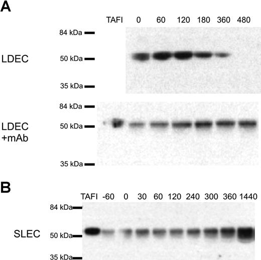 Figure 6. Rapid consumption of TAFI protein occurs with a lethal dose of E coli (LDEC), however treatment with the mAbTAFI/TM#16 slows consumption; TAFI consumption is not observed in the 24-hour period following a sublethal dose of E coli (SLEC). (A) Plasma samples from a representative animal that received a LDEC reveal consumption of TAFI protein at 480 minutes after E coli infusion by Western blotting. When the LDEC treatment was administered concurrently with the mAbTAFI/TM#16, rapid consumption of TAFI was not observed. (B) A representative animal that received a SLEC was monitored for 24 hours after E coli treatment. TAFI protein was present in all plasma samples and no difference was observed in the absence or presence (data not shown) of mAbTAFI/TM#16 infusion.