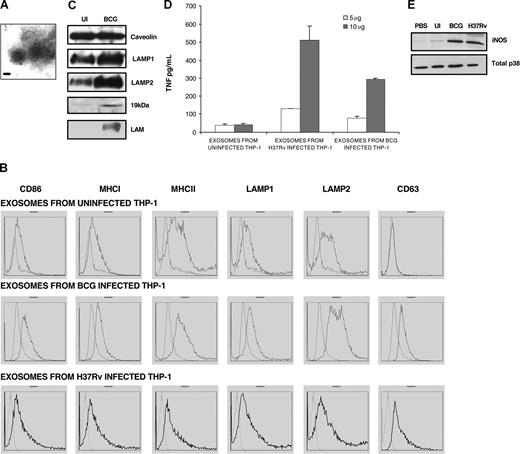 Figure 4. Activity and characterization of exosomes isolated from uninfected, M bovis BCG–infected and M tuberculosis H37Rv–infected THP-1 cells. (A) Morphologic characterization of exosomes by transmission EM. Representative EM of a sucrose-gradient–purified exosome (magnification, × 80 000; scale bar = 100 nm). Images were acquired with BioRad LaserSharp 2000 (BioRad). (B) Surface phenotype of exosomes by flow cytometry. Sulfate/aldehyde latex beads coated with indicated exosome preparations were probed for the indicated proteins. The MFI is shown. Light-penciled peaks represent background MFI of exosome-coated beads probed with isotype control mAb. The data are representative of 2 separate experiments. (C) Exosomes (10 μg) isolated from the cell-conditioned media of uninfected or THP-1 cells infected for 72 hours with M. bovis BCG were analyzed by Western blot for the indicated host proteins as well as the mycobacteria 19-kDa lipoprotein and LAM. (D) Exosomes isolated from uninfected, M bovis BCG–, or M tuberculosis H37Rv–infected THP-1 cells were added to separate uninfected THP-1 cells; 24 hours after treatment, cell-conditioned media were assayed for TNF-α by ELISA. Data are representative of 3 independent experiments and are expressed as means plus or minus standard deviation for duplicate wells. (E) Cell lysates obtained 24 hours after exosome treatment were analyzed for iNOS expression by Western blot. Total p38 was used as a loading control. Results are representative of 2 independent experiments