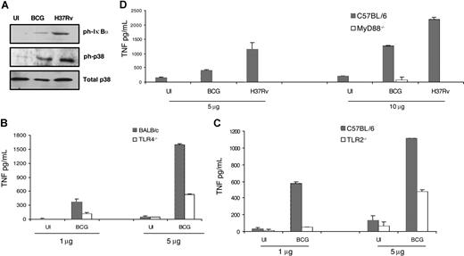Figure 5. Exosomes isolated from mycobacteria-infected THP-1 cells can induce a TLR/MyD88-dependent proinflammatory response in naive macrophages. (A) C57BL/6 BMMs were treated with 10 μg of exosomes isolated from uninfected, M bovis BCG–infected, or H37Rv-infected THP-1 cells. Western blot analyses were performed on cell lysates obtained 24 hours after exosome treatment using antibodies specific for phosphorylated p38 or IκBα. Total p38 was used as a loading control. Data are representative of 2 separate experiments. TLR2−/− (B), TLR4−/−, (C) or MyD88−/− (D) and the corresponding BALB/c or C57BL/6 WT BMMs were treated with the indicated concentrations of the different exosome preparations, and TNF-α levels were measured 24 hours after exosome treatment by ELISA. Data are representative of 2 independent experiments and are expressed as means plus or minus standard deviation of duplicate wells.