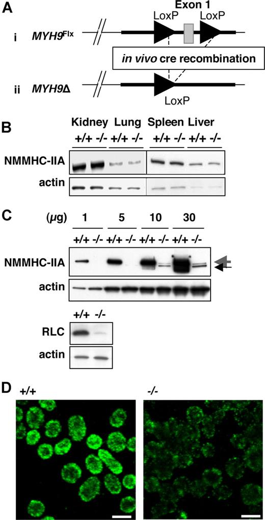 Figure 1. Generation of a platelet-specific MYH9 knock-down mouse strain exhibiting myosin deficiency. (A) ES cells recombined with the floxed allele were injected into blastocysts to produce chimeric floxed mice (i). Deletion of the MYH9 exon 1 (MYH9Δ) was obtained by exposing the floxed allele to in vivo cre-recombinase expression (ii). (B) Western blot showing NMCH-IIA expression in several tissues from MYH9Δ mice (−/−) and control mice (+/+). An identical amount of protein lysate for control or MYH9Δ platelets was loaded in each lane, as shown by the similar levels of actin. (C, top panel) Western blot performed with increasing amounts of lysate from control (+/+) and MYH9Δ (−/−) platelets (numbers indicate the amount in μg of protein loaded on the gel), showing the residual myosin expressed in platelets (large gray arrow) and exon 1–deleted myosin (small black arrow). (Bottom panel) Western blot showing the regulatory light chain (RLC) expression in control and MYH9Δ platelets. (D) The entire population of platelets displayed decreased myosin content in MYH9Δ, as revealed by confocal immunofluorescence microscopy (1 image representative of 3 independent mice; bars, 2 μm).