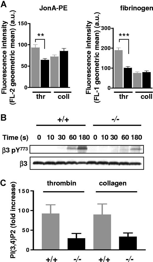 Figure 6. αIIbβ3 integrin activation and outside-in signaling in MYH9Δ platelets. (A) Flow-cytometry experiments showing integrin αIIbβ3 activation as revealed by Jon/A-PE (left panel) or fibrinogen (right panel) labeling following platelet activation by thrombin (thr, 1 U/mL) or collagen (coll, 100 μg/mL) in the absence of agitation. The amount of activated integrin is indicated by the geometric mean of the relative fluorescence intensity, in arbitrary units. Gray and black bars represent control and MYH9Δ platelets, respectively; mean (± SEM) n = 3 experiments. (B) Western blots showing phosphorylation of integrin β3 at Y773 (top panel) during stimulation of platelet suspension by thrombin (1 U/mL) for up to 3 minutes in the aggregometer. Identical protein loading was checked by reblotting with an anti-β3 antibody (bottom panel). Blots are representative of 2 experiments. (C) PtdIns(3,4)P2 synthesis following thrombin (1 U/mL) or collagen (10 μg/mL) stimulation upon 2 minutes. Values have been normalized against total polyphosphoinositides and the results are presented as fold increase compared with nonstimulated platelets (± SEM, n = 3 independent experiments).