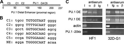 Figure 1. C/EBP consensus binding sites in the PU.1 distal enhancer and interaction of endogenous C/EBPs with the enhancer. (A) Positions of the 5 potential C/EBP-binding sites, C1 to C5, and the PU.1 site19 in the distal enhancer. (B) Sequences of the C1 to C5 and NE C/EBP sites, with flanking sequences in lower case. (C) HF1 myeloid cells or 32Dcl3 myeloid cells cultured in G-CSF for one day (32D-G1) were subjected to the ChIP assay using C/EBPα or C/EBPβ antiserum or rabbit Ig followed by PCR for a 154–base pair PU.1 −14-kb distal enhancer fragment (PU.1 DE), a 138-bp β-actin promoter fragment, or a 329-bp fragment located at −20 kb in the PU.1 gene. Bands were visualized after agarose gel electrophoresis by ethidium bromide staining. I indicates input DNA.