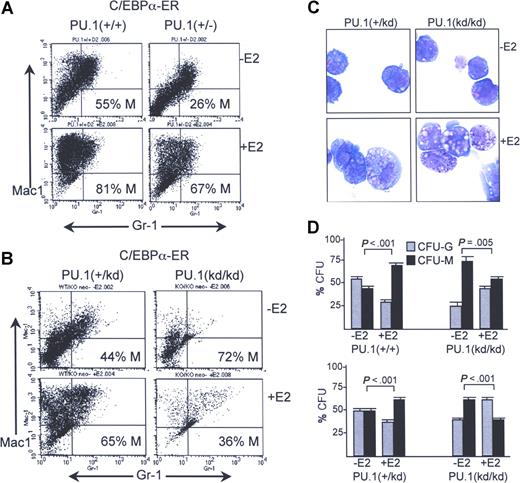 Figure 4. Induction of monocyte development by C/EBPα requires the distal enhancer. (A) Marrow mononuclear cells from PU.1+/+ or PU.1+/− mice exposed 5 days earlier to 5-fluorouracil were transduced with pBabePuro-C/EBPαER for 3 days and then exposed to 2 μg/mL puromycin for one day. Viable cells were then lineage-depleted and finally cultured with or without E2 for 2 days before FACS analysis. Percentage monocyte (% M) was calculated as (Mac-1+Gr-1−)/(Mac-1+Gr-1− + Mac-1+Gr-1+) cells × 100%. (B) PU.1+/kd or PU.1kd/kd mice were analyzed similarly. (C) Morphology of PU.1+/kd or PU.1kd/kd cells transduced with C/EBPα-ER and cultured with or without E2 for 2 days. (D) Percentage of CFU-Gs or CFU-Ms compared with CFU-Gs + CFU-Ms obtained in methylcellulose culture with IL-3/IL-6/SCF without E2 after transduction of C/EBPα-ER into PU.1+/+, PU.1+/kd, or PU.1kd/kd cells and cultured for 24 hours ± E2 prior to plating. Results shown are from 2 independent transduction experiments (top and bottom panels). The graphs represent the mean and SE from 4 determinations within each experiment (P values are from the Student t test).