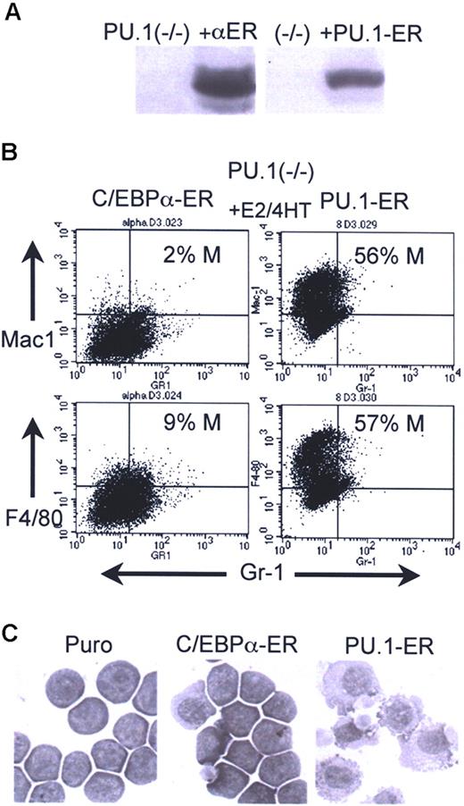 Figure 5. Inability of C/EBPα to induce myeloid maturation of PU.1−/− cells. (A) Western blots showing expression of C/EBPα-ER or PU.1-ER(T) in 503 PU.1−/− cells. Lane 1 in each blot contains extracts from the parental cell line. The filters were probed with human (left) or murine (right) ERα antisera. (B) C/EBPα-ER–expressing cells exposed to E2 and PU.1-ER(T) cells exposed to 4HT for 2 days were subjected to FACS analysis. Percentage monocytes is indicated (% M). (C) C/EBPα-ER–expressing cells exposed to E2 and PU.1-ER(T) cells exposed to 4HT for 3 days were cytospun and visualized by Wright-Giemsa staining. See “Cell culture and transfection” for image acquisition information.